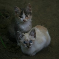 Фото котов и кошек